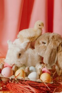 Easter bunny and eggs with pink background